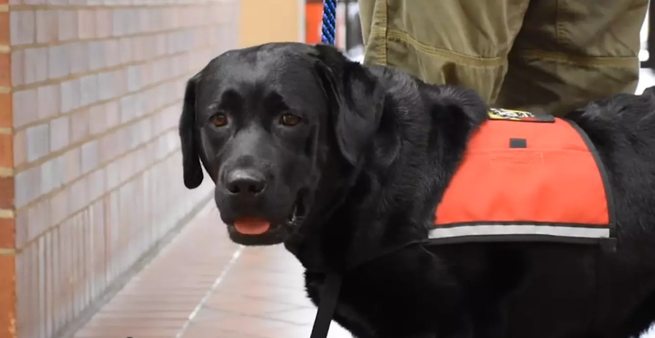 Meet Wallis The K9 Who Will Comfort Victims in Evansville