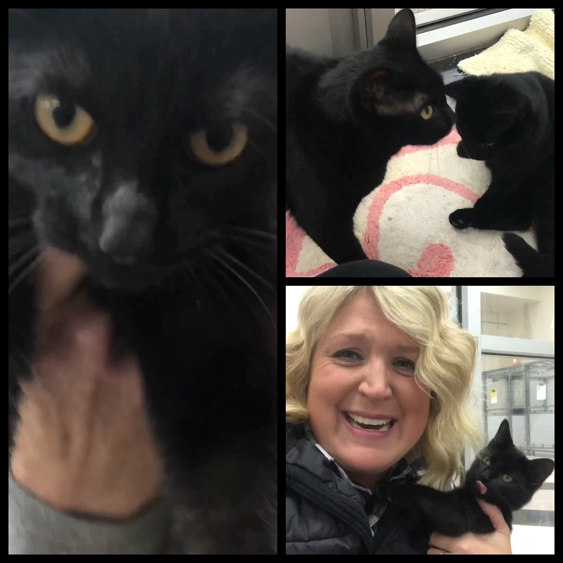 Today is National Black Cat Day! [VIDEO]