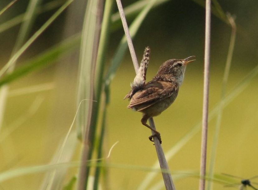 Take Break From Tweeting To Help Delaware Count Birds Town Square