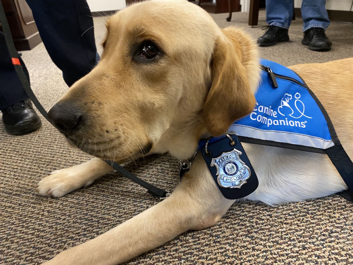 Comfort Dog Joins Delaware Judiciary Staff Town Square Delaware LIVE