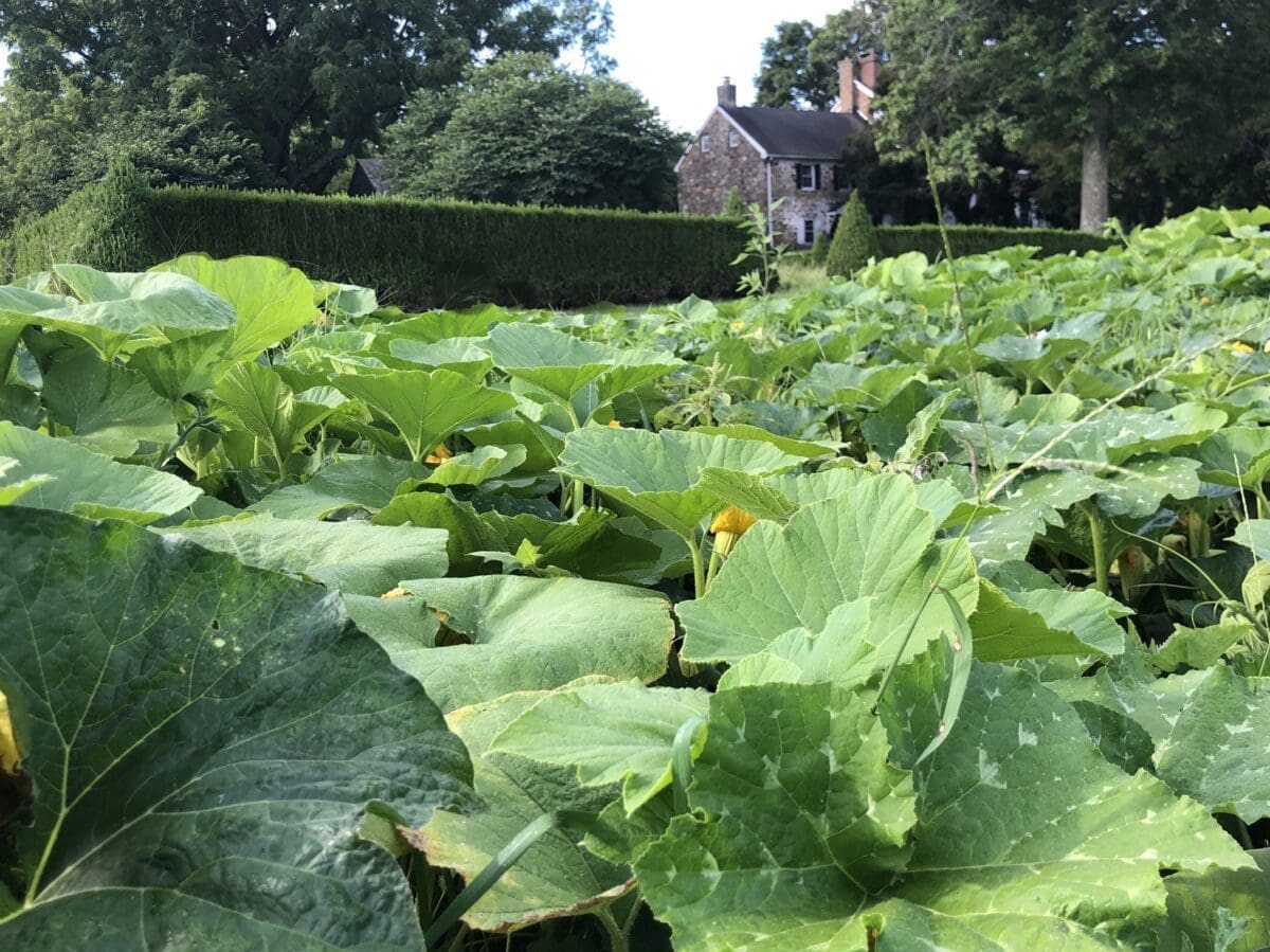 Delaware Farm Grows Pumpkins To Help Save Colorado Business Town