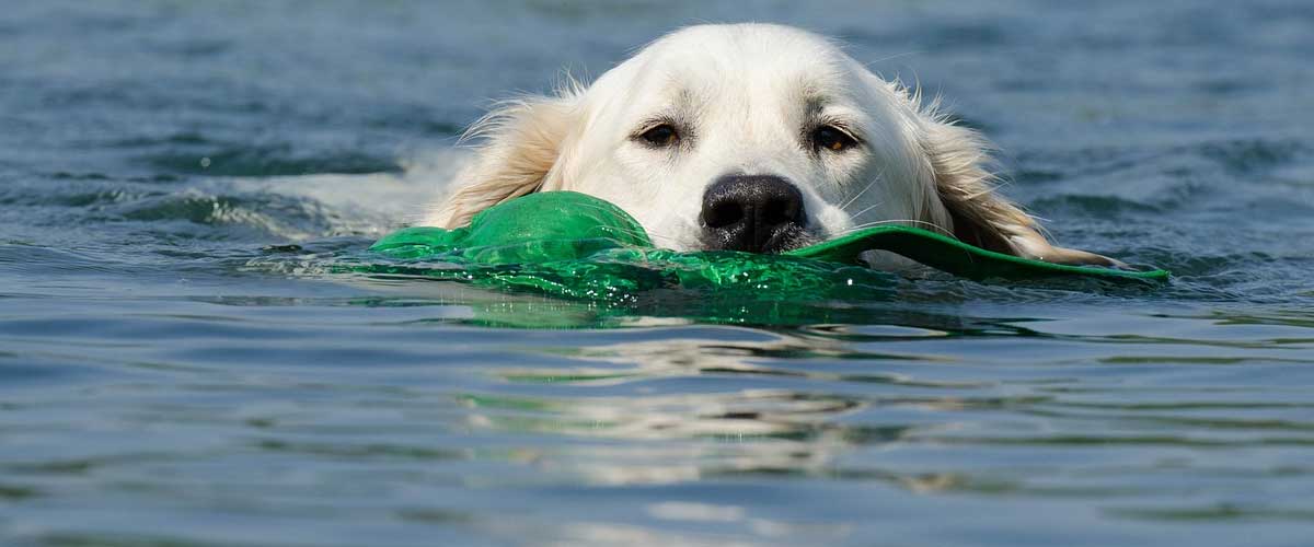 How Old Is A Dog Yearly