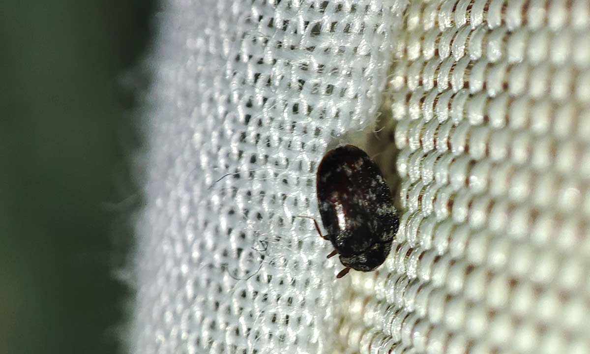 How to Get Rid of Carpet Beetles? Toxic Respond Pest Control