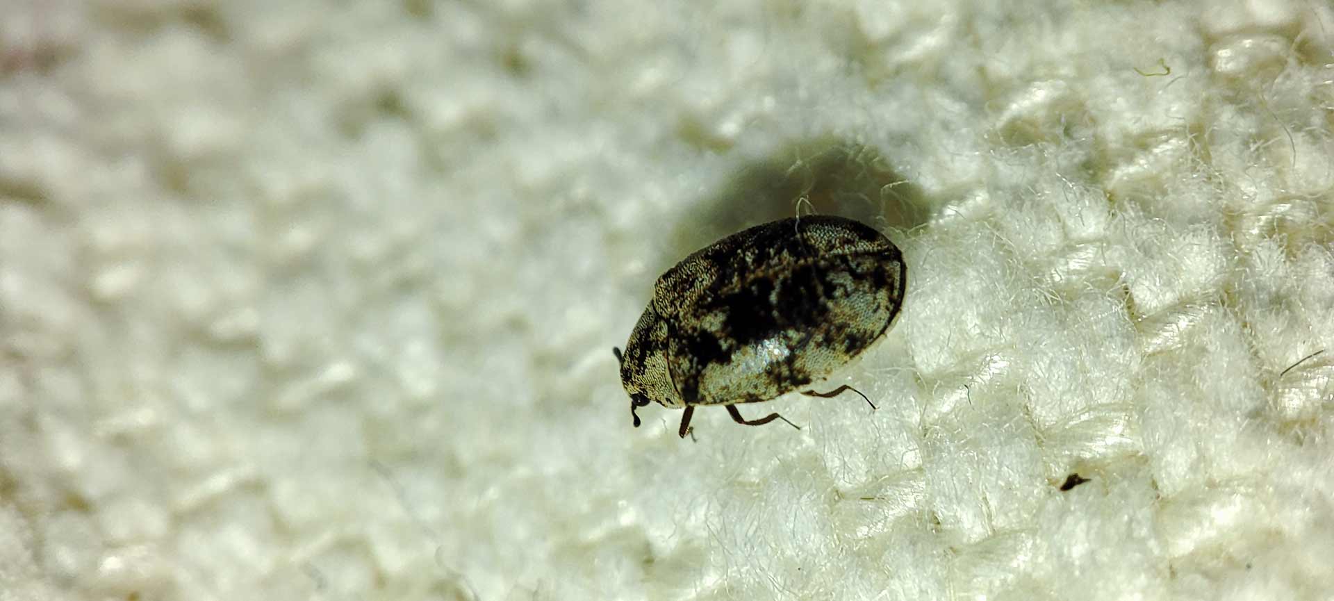 What Do Carpet Beetles Look Like? Toxic Respond Pest Control