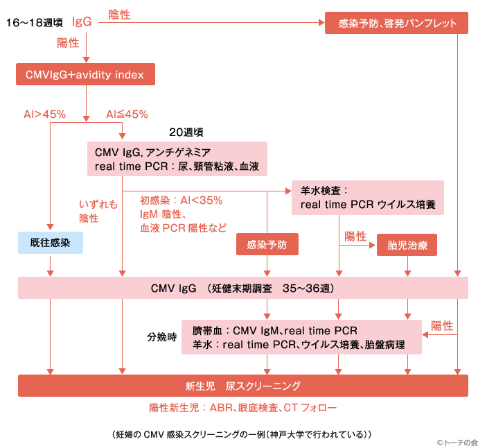 サイトメガロウイルス感染時期の検査と「先天性Cmv感染症」の赤ちゃんの診断・治療 | メディカルノート 抗体検査でCmvに今感染しているのか、以前に感染していたのかがわかりますか？ | トーチの会 - 先天性トキソプラズマ＆サイトメガロウイルス感染症患者会