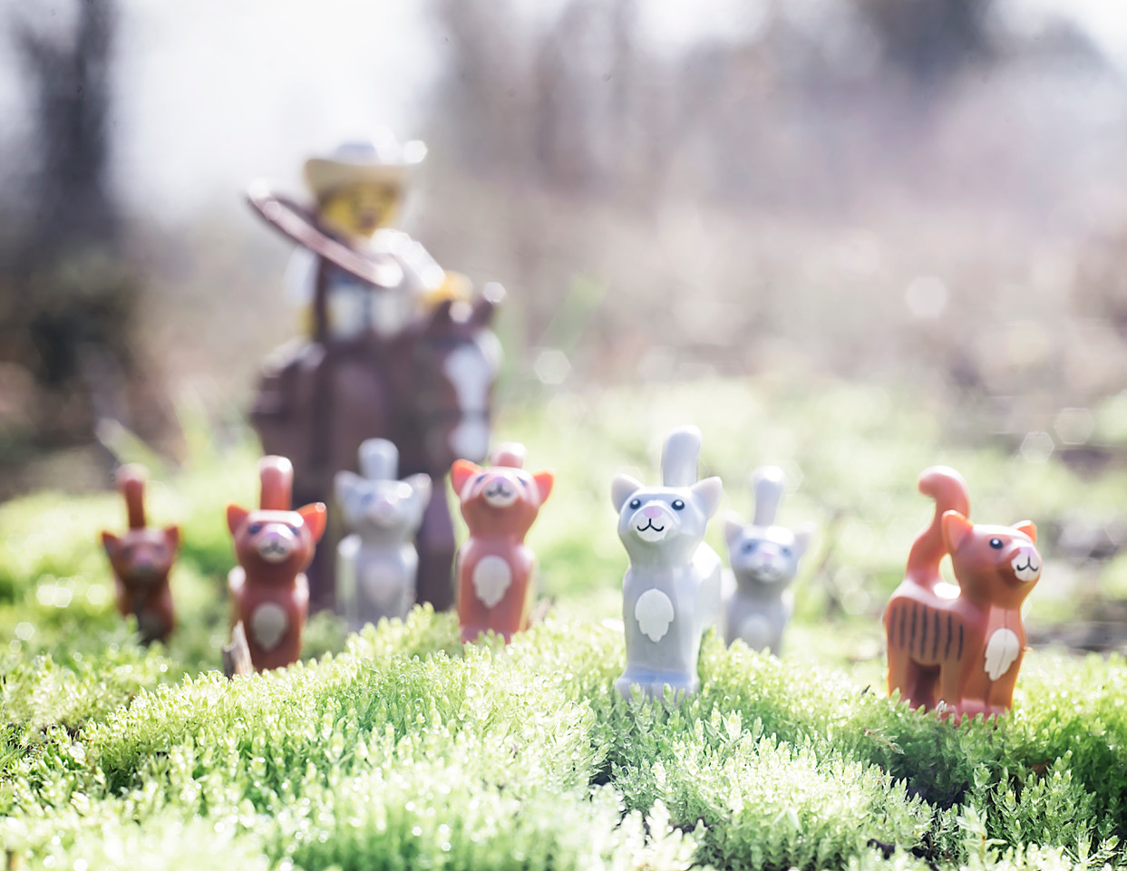 hearding cats Toy Photographers