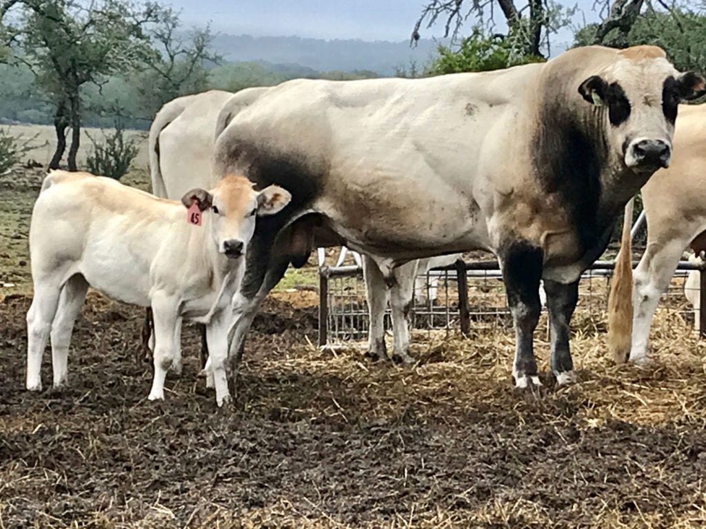 Cattle Farm Photos, Texas Hill Country, TX