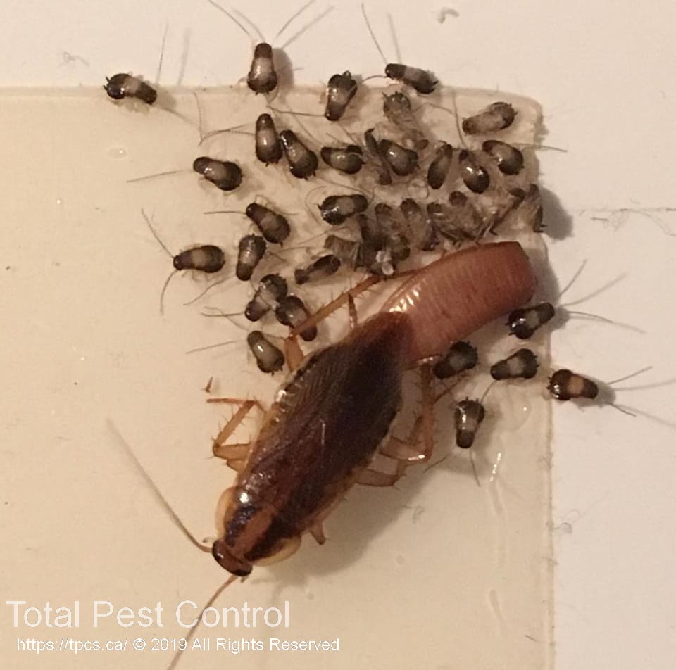 Cockroaches Control in Surrey Langley and Richmond BC