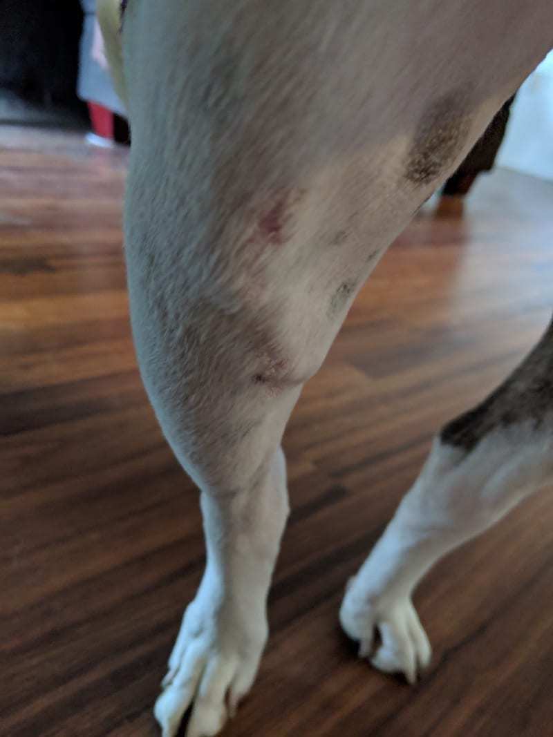 TPLO Incision Care After Surgery TPLO Austin