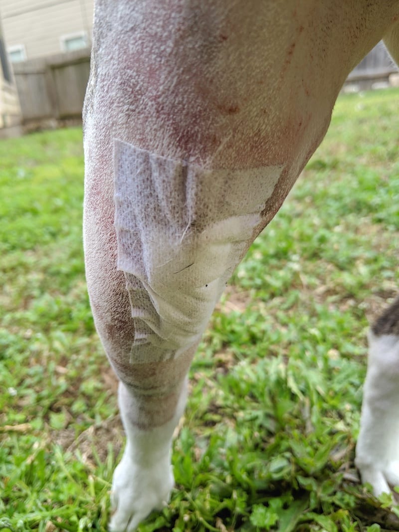 TPLO Incision Care TPLO Info