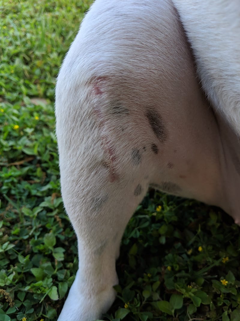 TPLO Incision Care TPLO Info