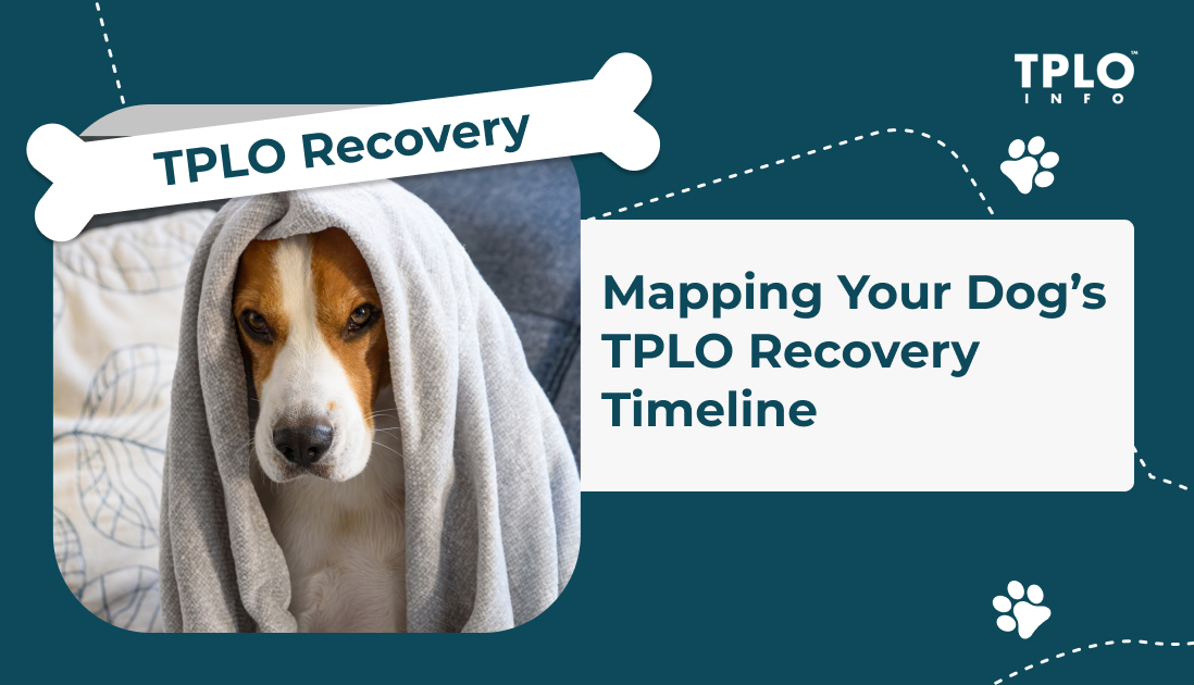 Mapping Your Dog’s TPLO Recovery Timeline TPLO Info