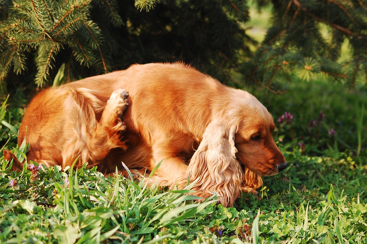 What Causes Yeast Infection In Dog Paws