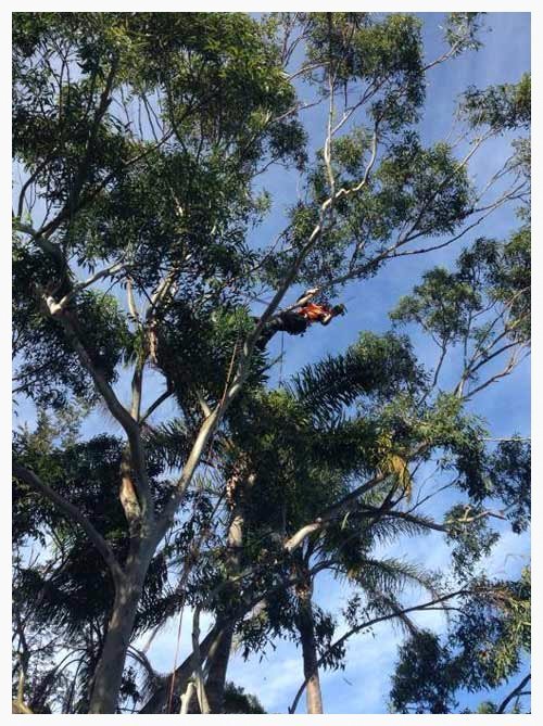 Palm Tree Removal Brisbane Redcliffe Capalaba Indooroopilly