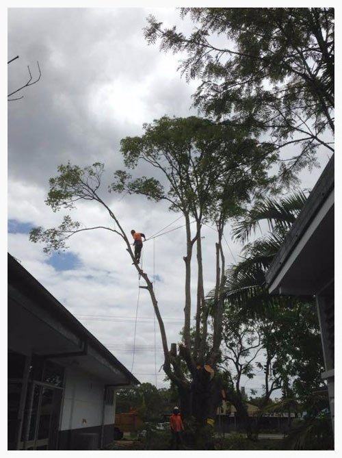 Palm Tree Removal Brisbane Redcliffe Capalaba Indooroopilly