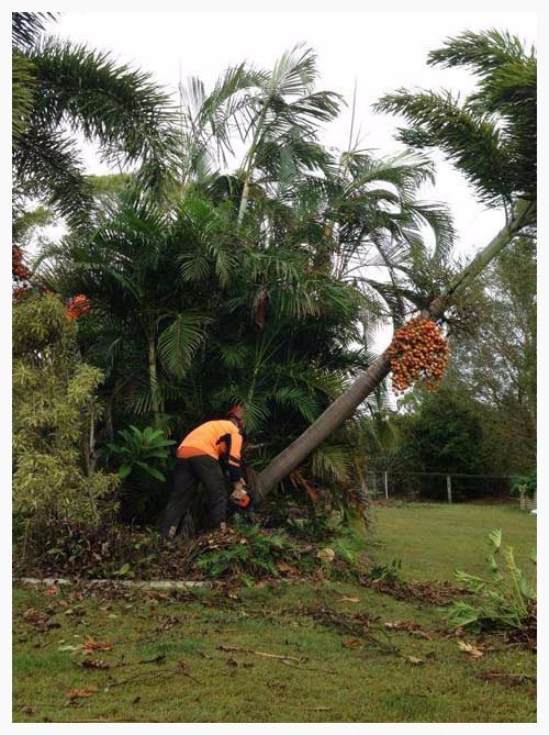 Palm Tree Removal Brisbane Redcliffe Capalaba Indooroopilly