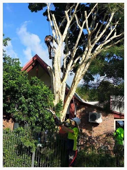 Palm Tree Removal Brisbane Redcliffe Capalaba Indooroopilly