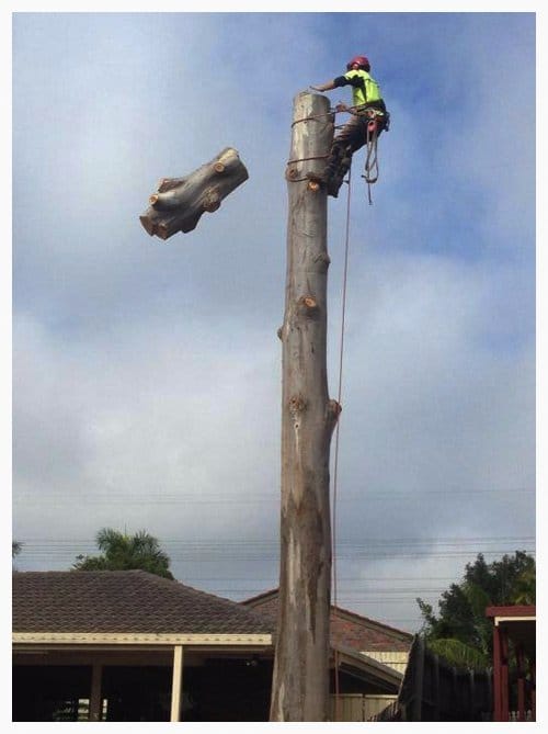 Palm Tree Removal Brisbane Redcliffe Capalaba Indooroopilly