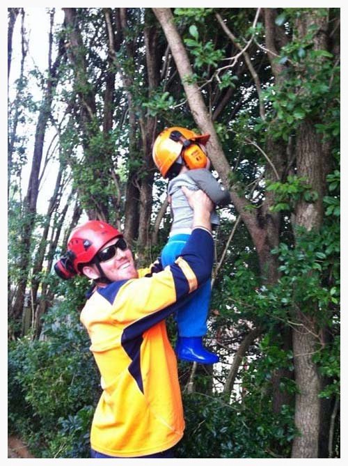 Palm Tree Removal Brisbane Redcliffe Capalaba Indooroopilly