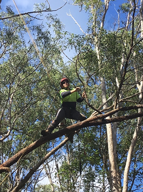 treepruningtreesandpalms TPS Tree Services, Tree Lopping, Tree