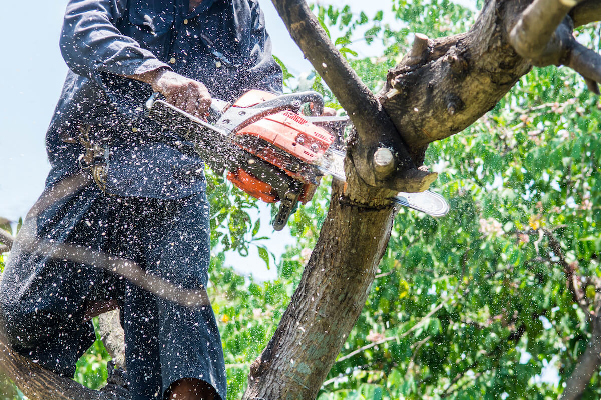 The Best Time of the Year to Prune Fruit Trees TPS Tree Services