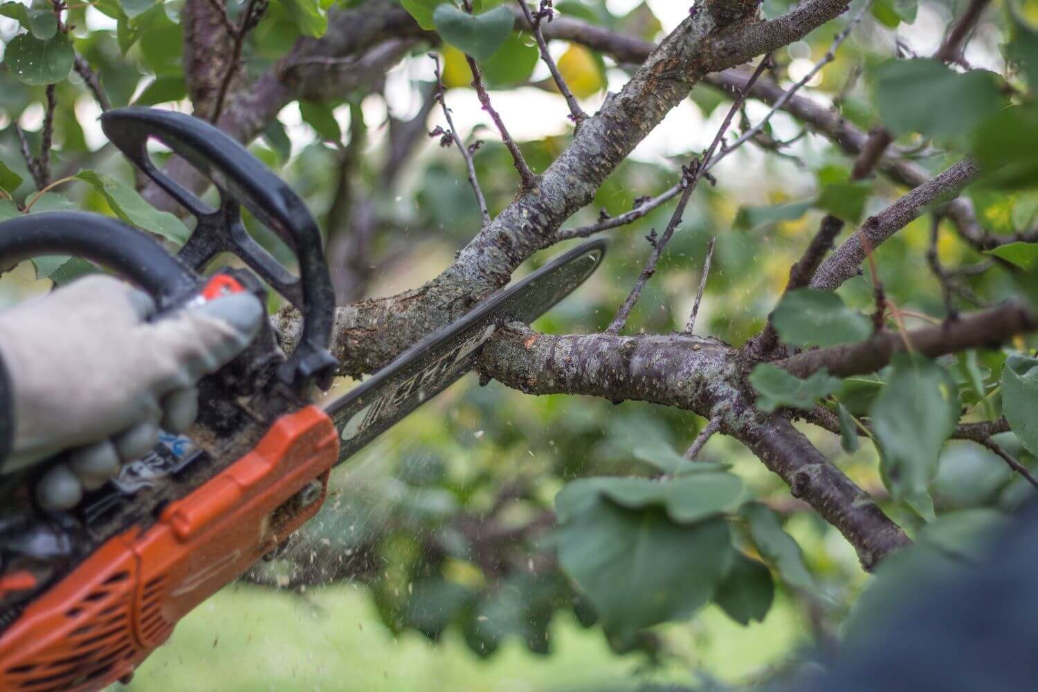 Everything You Need to Know about Tree Lopping TPS Tree Services