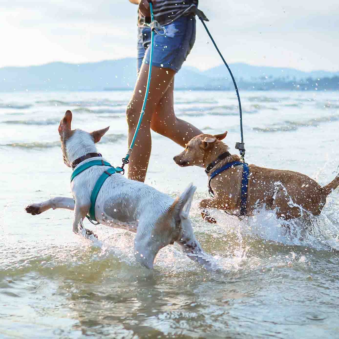 Greenslopes & Stones Corner Brisbane Dog Walkers