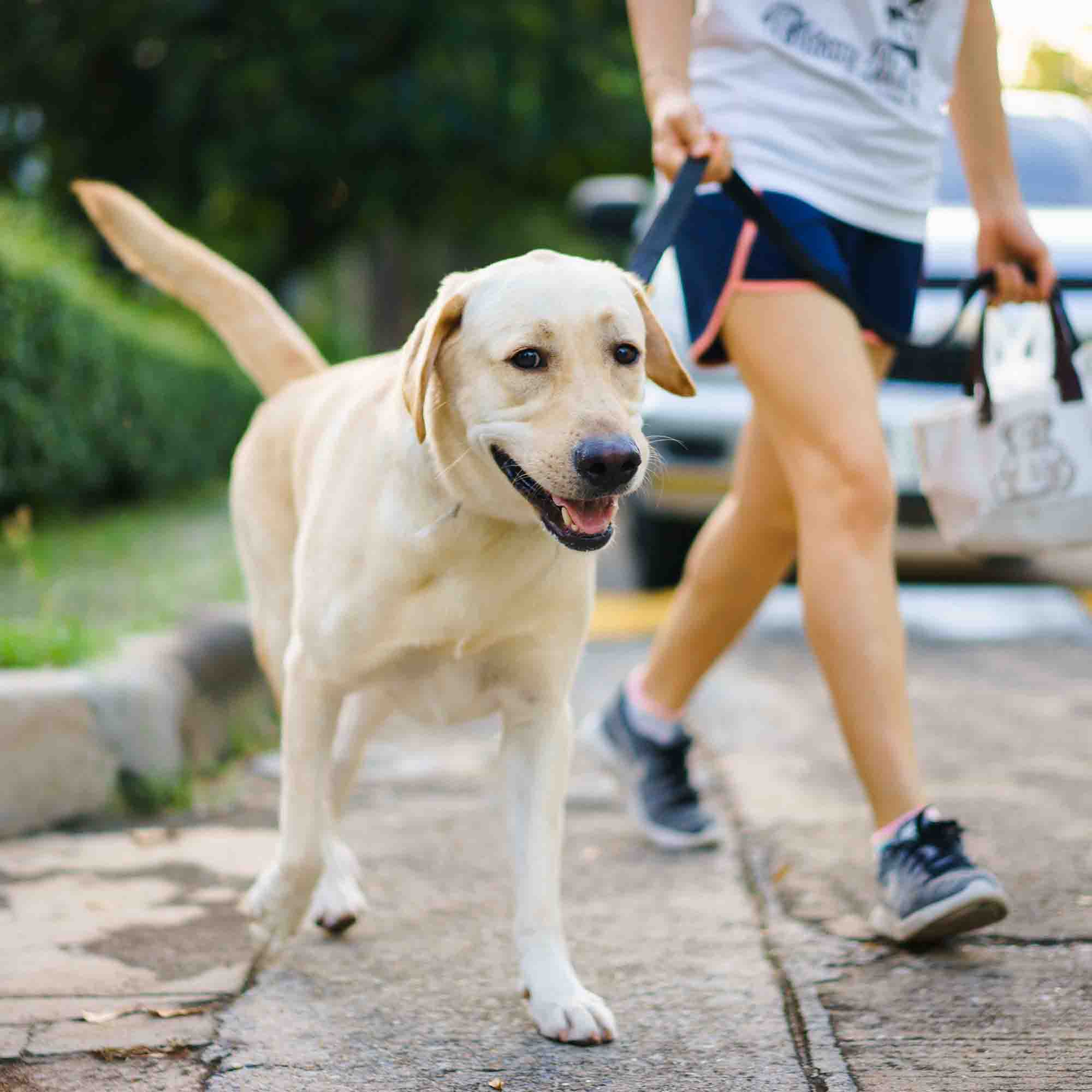 Greenslopes & Stones Corner Brisbane Dog Walkers