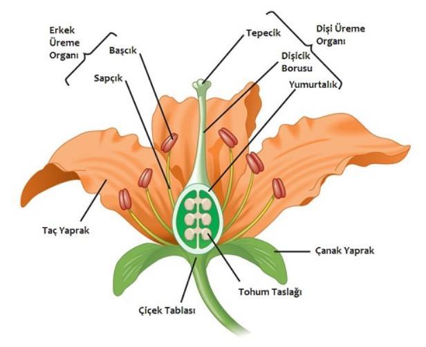 Çiçek Nedir ? Bir tanesine resmi ile örnek verin