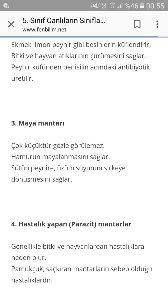 Üzüm suyundan sirke elde edilmesinde kullanılan mantar hangisidir