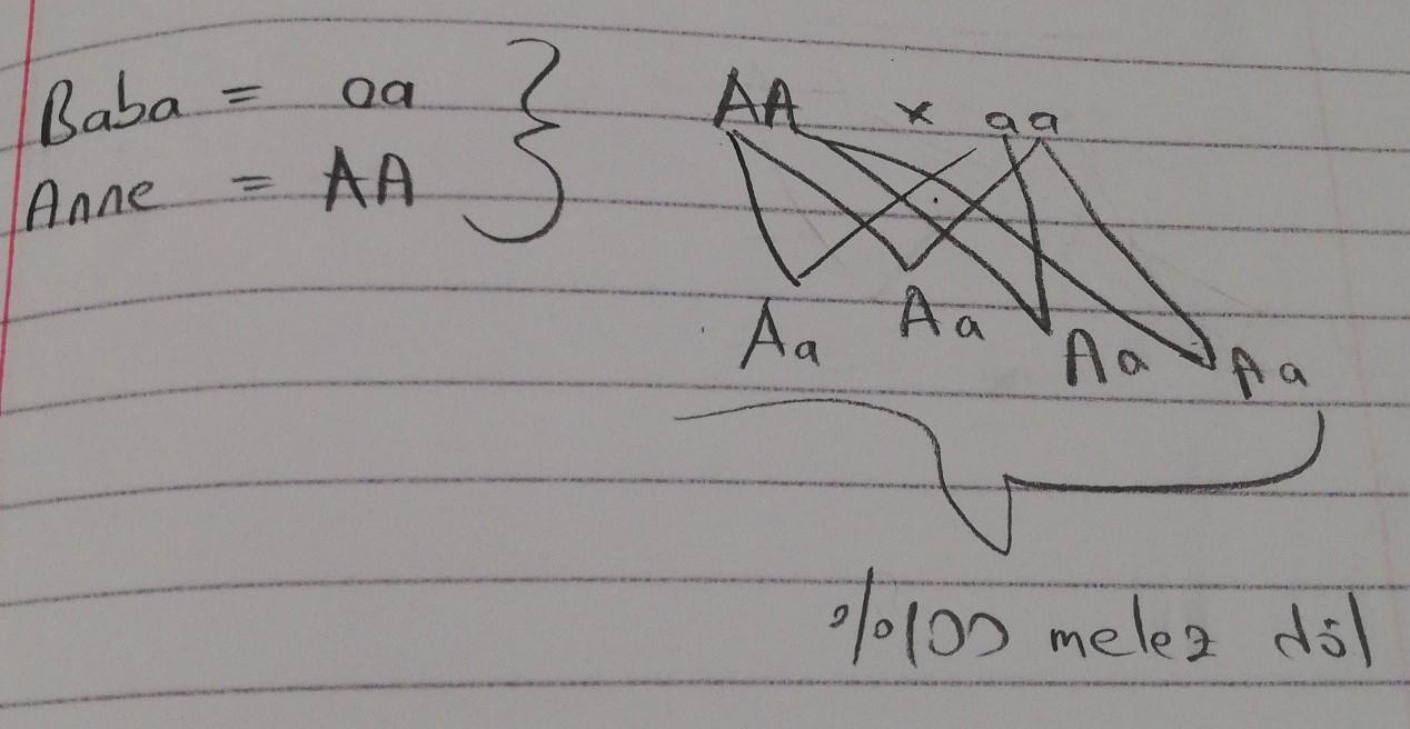 Çekinik karakteri gösteren bir baba ile, babanın fenotipine zıt arı döl