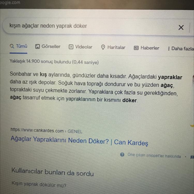 Kışın ağaçlar neden yaprak döker?