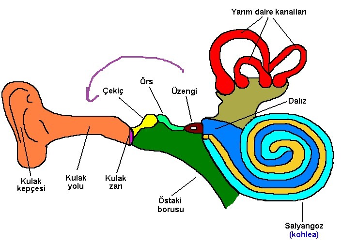 çekiç örs üzengi nereye açılır
