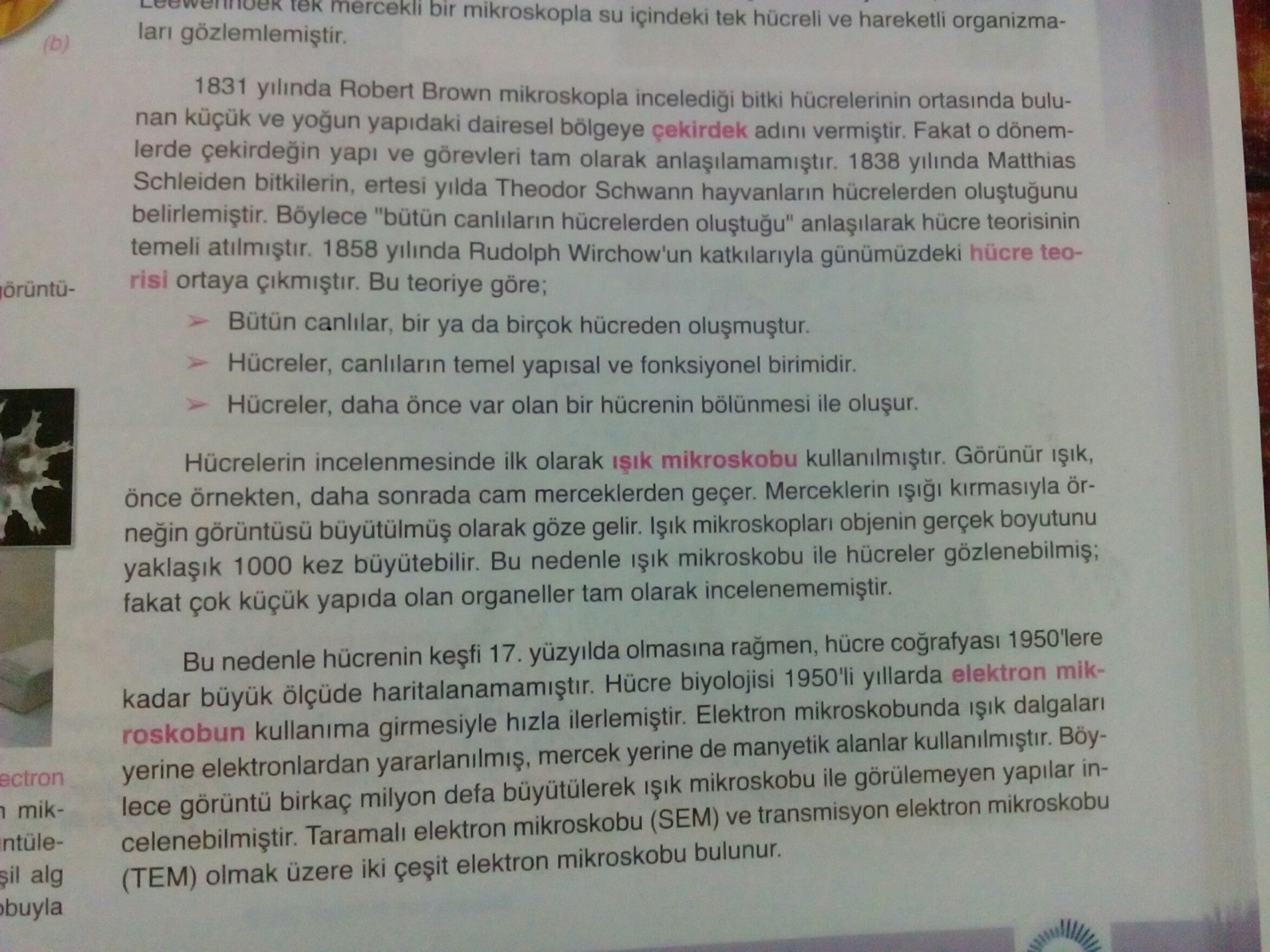 Robert Brown hücre hakkında ne gibi çalışmalar yapmıştır?Kısa olMASSA