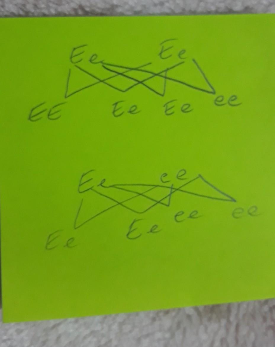 Bir karakter bakımından Ee (melez) genotipine sahip bezelye bitkisinin