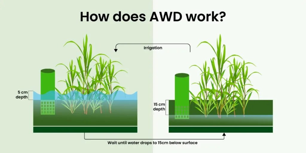 Climate Smart Practice in Rice Cultivation AWD
