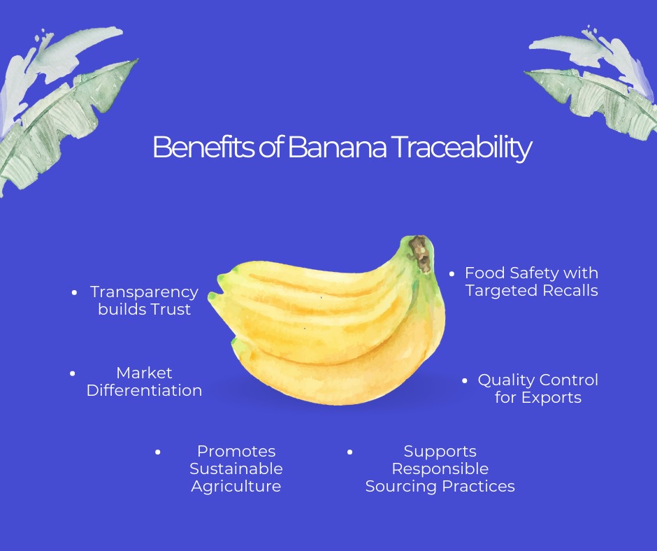 Traceability in Banana Supply Chain