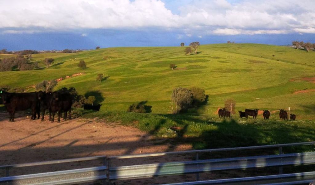 Springbrook Farm Trackfinder