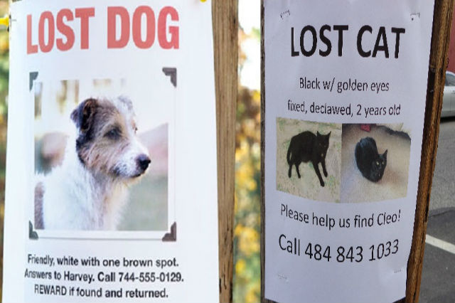 Missing Pets? Keep Your Furry Friends Pets with GPS Trackers