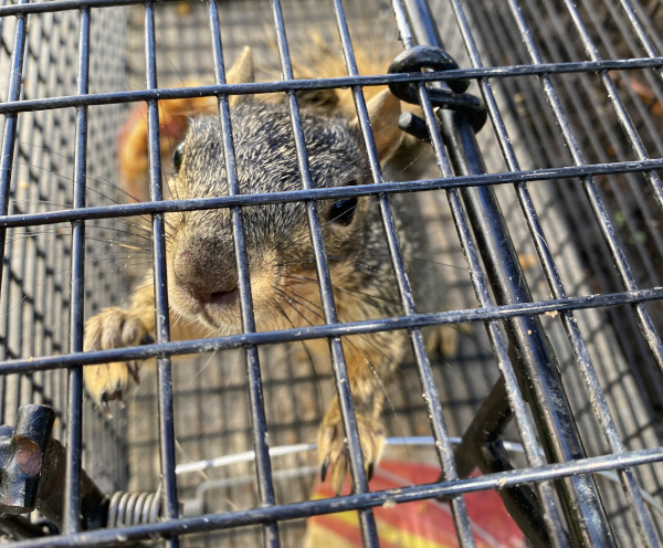 Squirrel Removal | Wildlife Removal in Central Kentucky