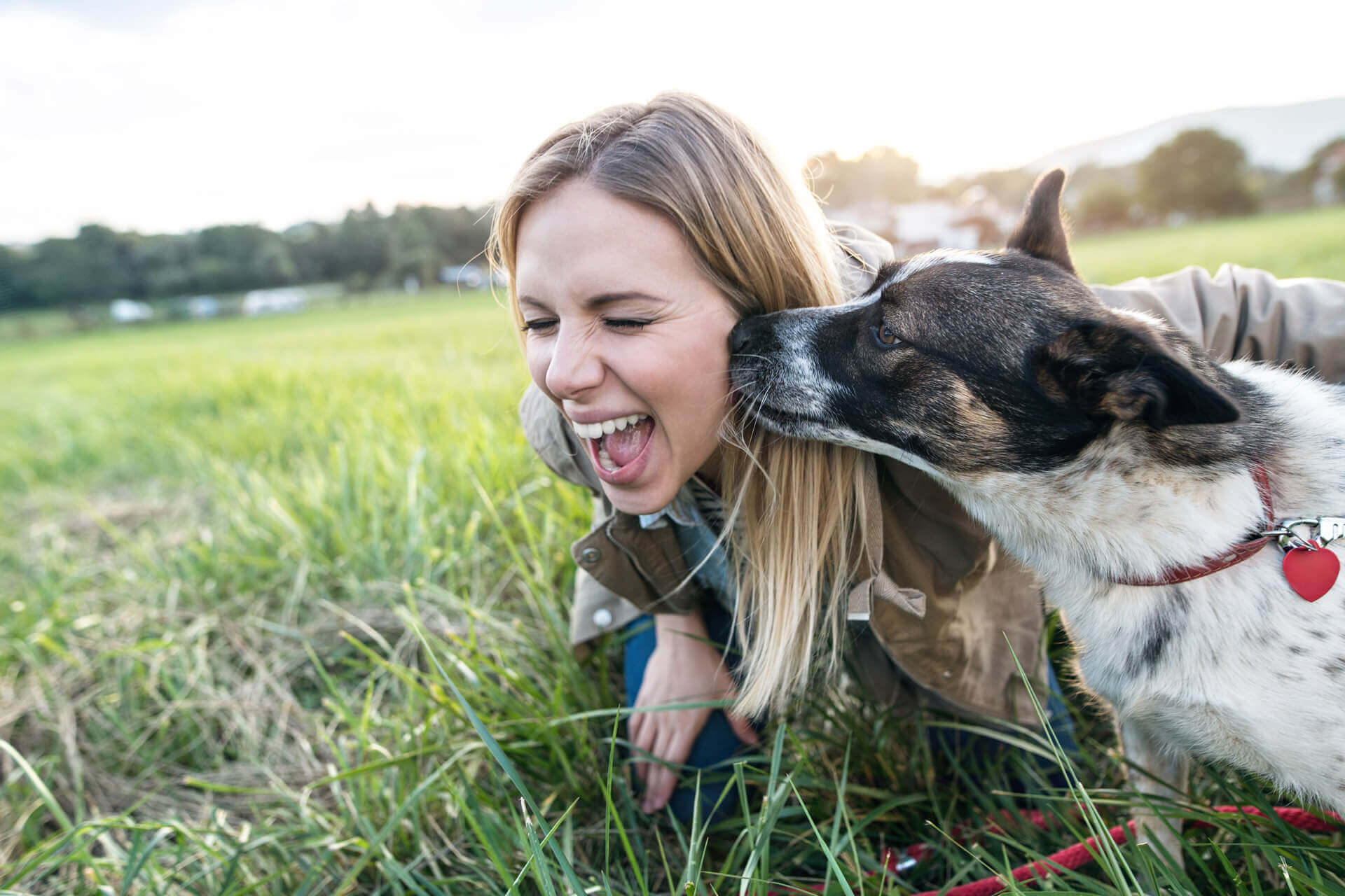 Why Do Dogs Lick You? The Surprising Answer! Tractive
