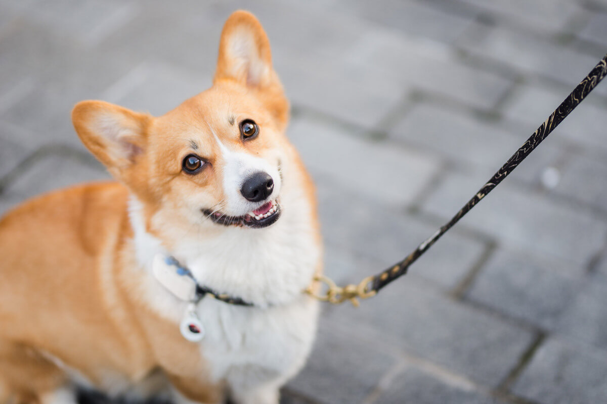 Leinenführigkeit beim Hund So klappt es ganz bestimmt! Tractive Blog
