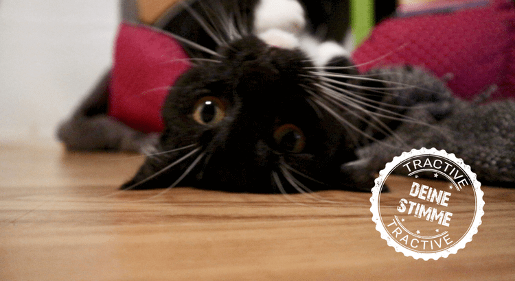 Tractive GPS Tracker für Katzen + Halsband Tractive
