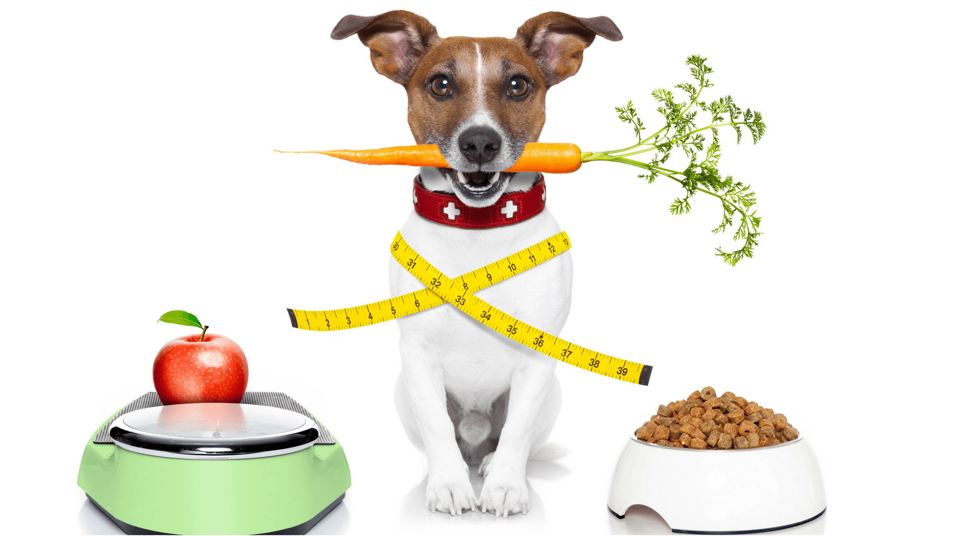Body condition score dog Is my dog too fat? Tractive