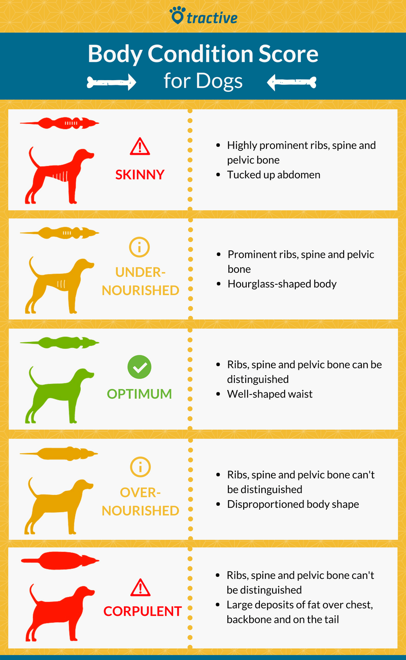 52 HQ Images Body Condition Score Cat Purina Canine Body Condition Score Walk Your Dog To