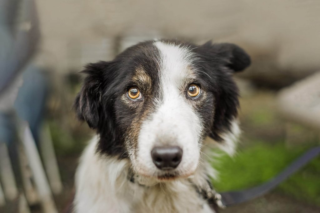 Hund und Gewitter 5 Tipps, damit dein Hund keine Angst hat