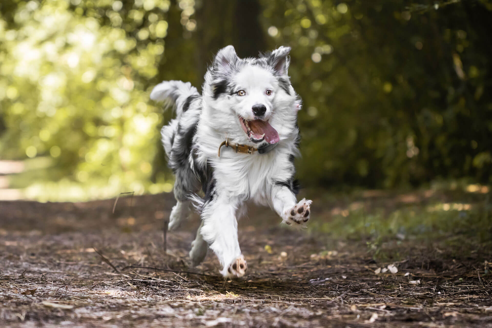 Hat dein Hund Übergewicht? Erhalte Tipps zur Behandlung Tractive