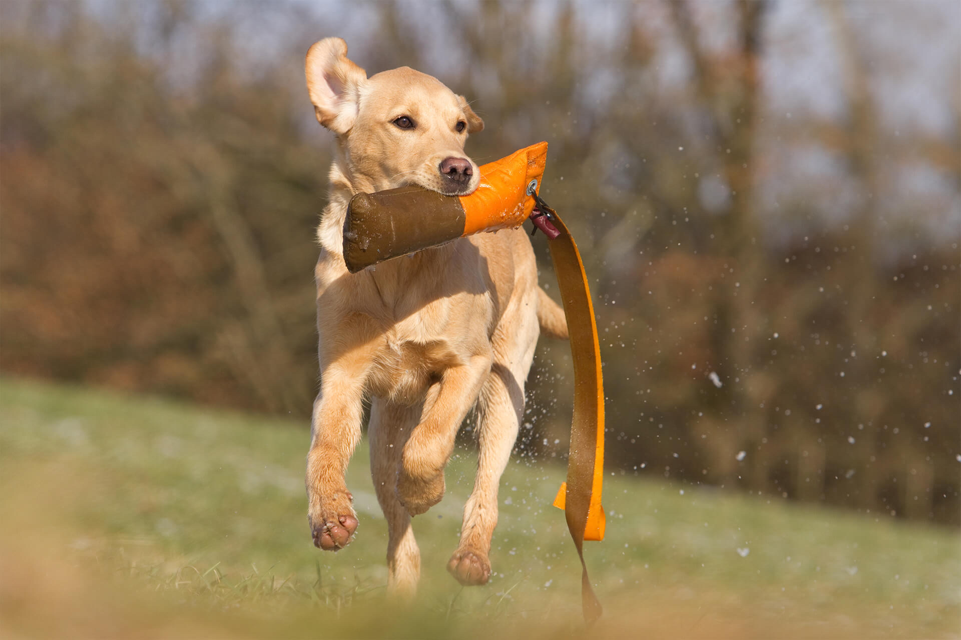 AntiJagdTraining In 6 Schritten zum Erfolg Tractive Blog