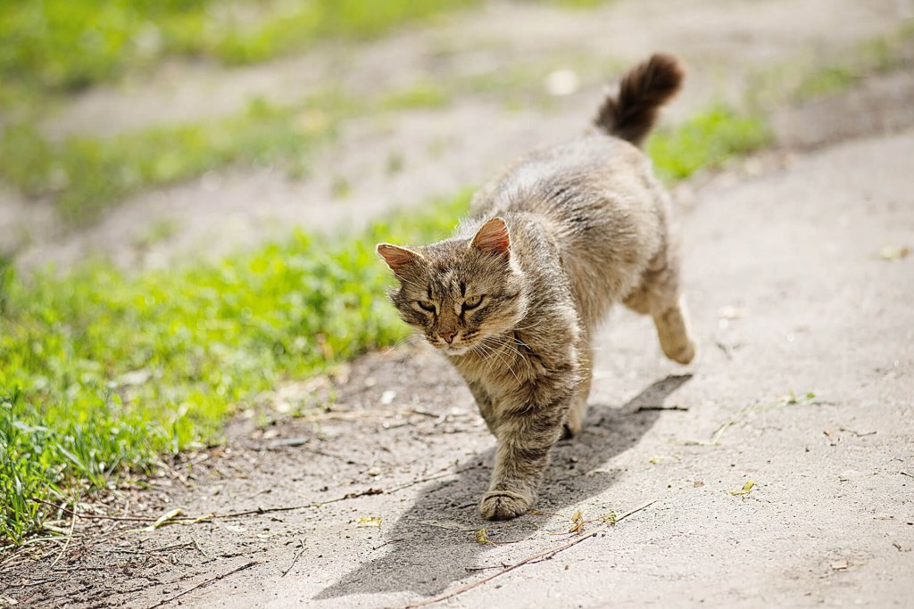 Do Cats Know How To Come Back Home CatWalls