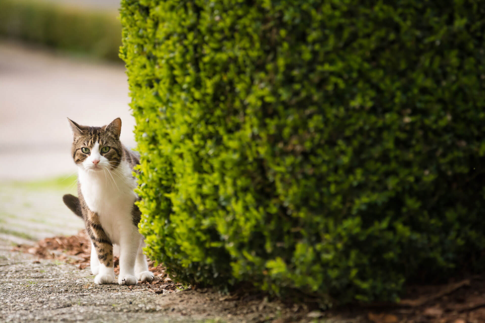 How To Find A Lost Cat: 15+ Tips To Retrieve A Missing Cat - Tractive
